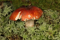 Russula appalachiensis