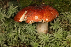 Russula appalachiensis