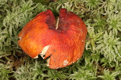 Russula appalachiensis