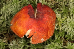 Russula appalachiensis