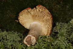 Russula appalachiensis