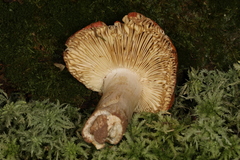 Russula appalachiensis