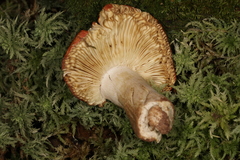 Russula appalachiensis