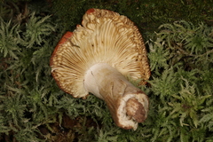 Russula appalachiensis