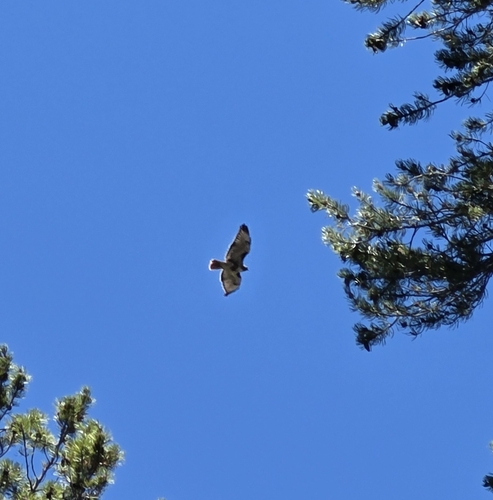 iNaturalist observation photo of Red-tailed Hawk