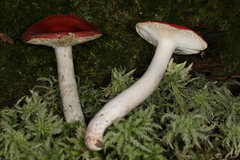 Russula aquosa