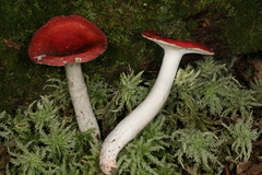 Russula aquosa