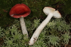 Russula aquosa