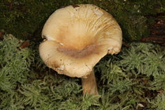 Russula beardslei