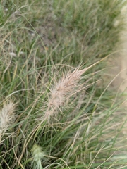 Cenchrus longisetus