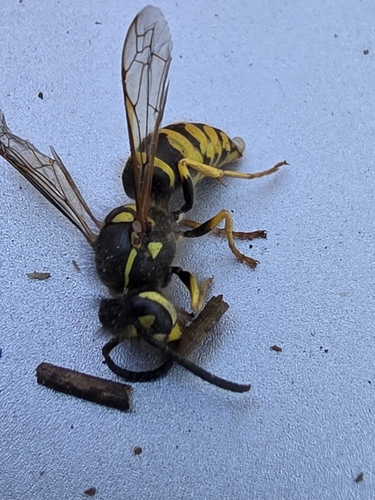 iNaturalist observation photo of American Yellowjacket