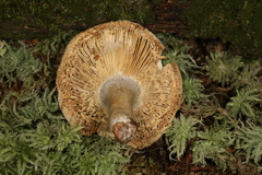 Russula beardslei