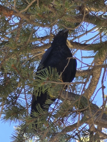 iNaturalist observation photo of Common Raven