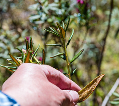 Rhododendron groenlandicum