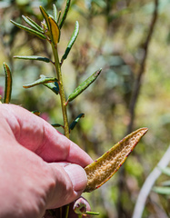 Rhododendron groenlandicum
