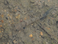 Pseudogobius poicilosoma