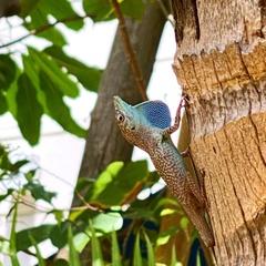 Anolis conspersus