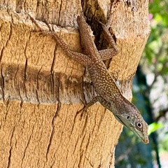 Anolis conspersus