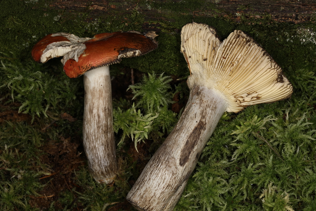 Russula cinerascens