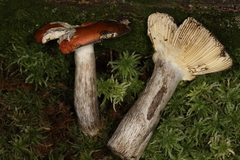 Russula cinerascens