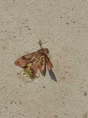 Ampelophaga rubiginosa