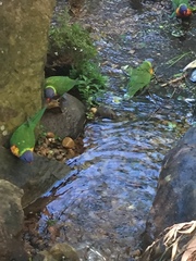 Trichoglossus moluccanus