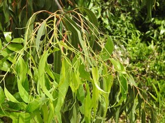 Eucalyptus globulus globulus