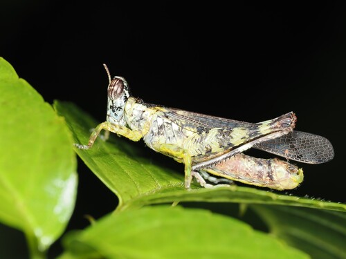 China mantispoides