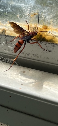 Rusty Spider Wasp