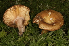 Russula clavipes