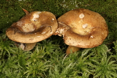 Russula clavipes