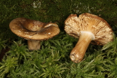 Russula clavipes