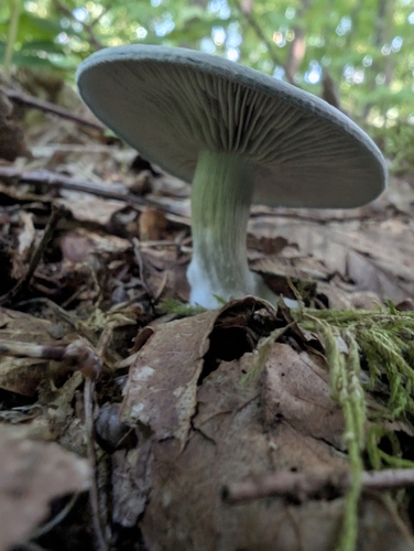 Aniseed Funnel