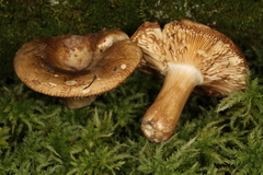Russula clavipes