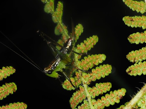 Black-kneed Meadow Katydid