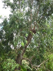 Eucalyptus globulus globulus
