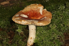 Russula flavisiccans