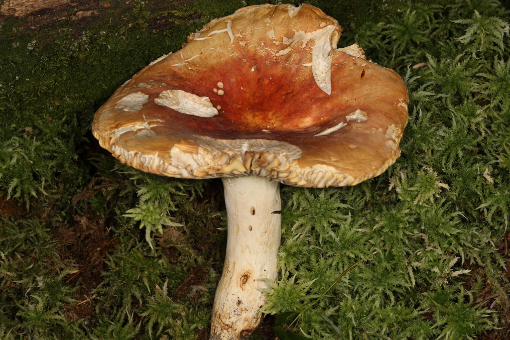 Russula flavisiccans