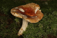 Russula flavisiccans