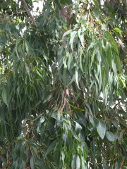 Eucalyptus globulus globulus