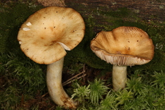 Russula subfoetens