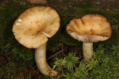 Russula subfoetens