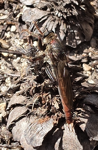 iNaturalist observation photo of Common Rusty Robber