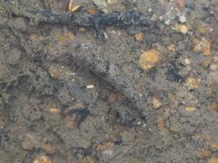 Pseudogobius poicilosoma