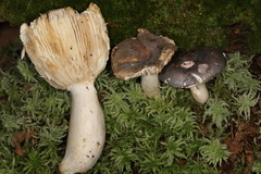 Russula grisea