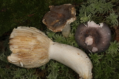 Russula grisea