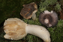 Russula grisea
