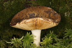 Russula integra