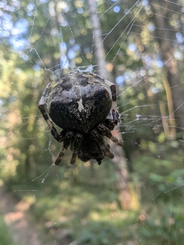 Angular Orbweaver Spider