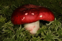 Russula melliolens